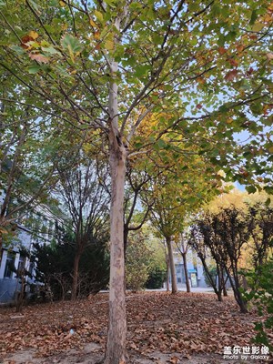 【生活礼赞】 深秋随拍