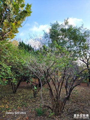 【身边的风景】 深秋随拍