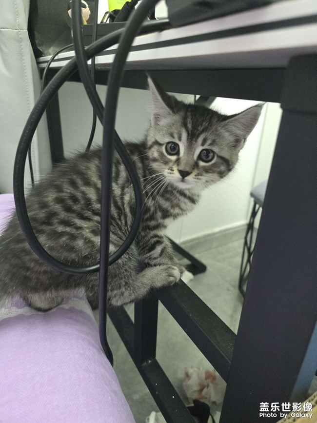 猫咪