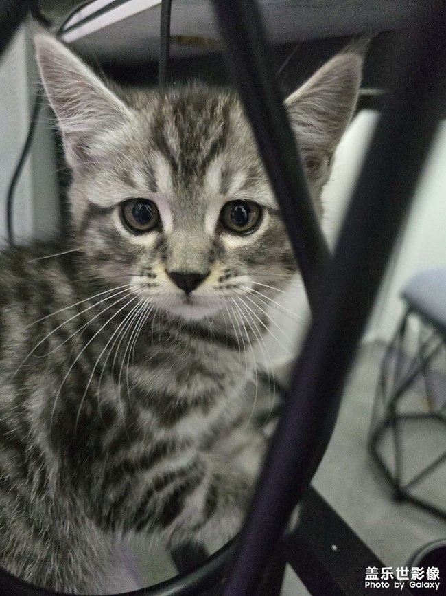 猫咪