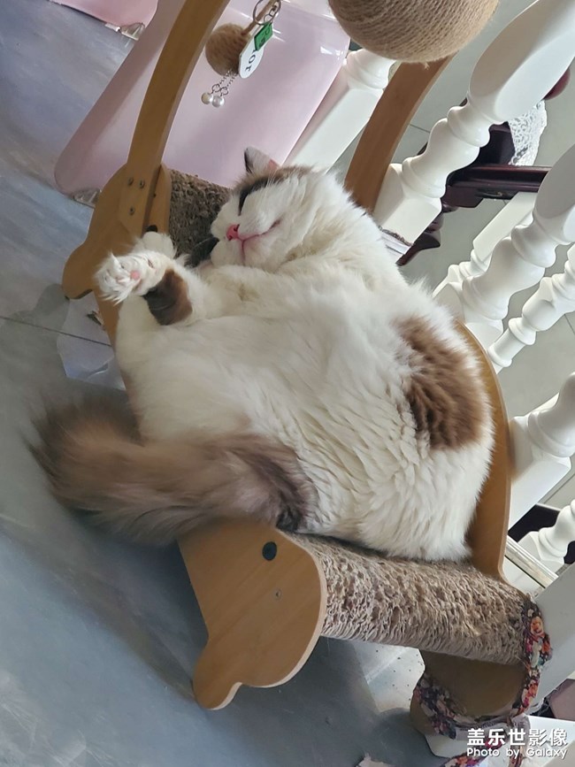 猫咪日常