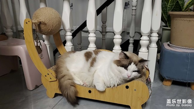 猫咪日常
