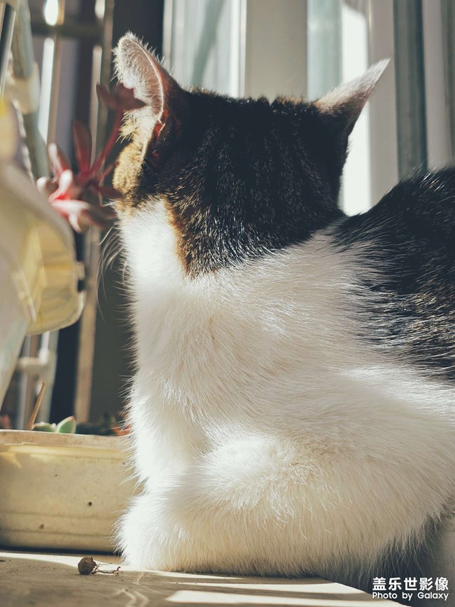 【lucky】猫猫祟祟看风景