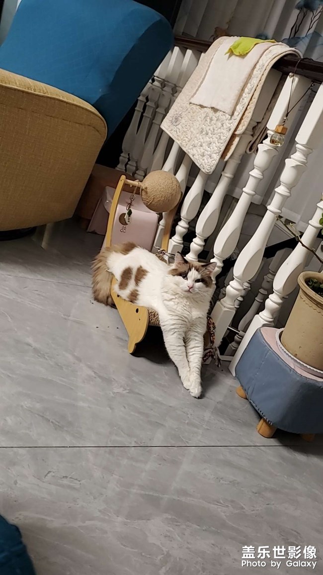 猫咪日常