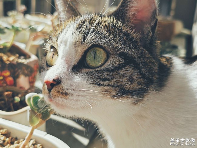 【lucky】猫猫祟祟看风景
