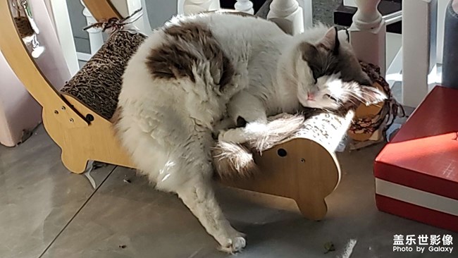 猫咪日常