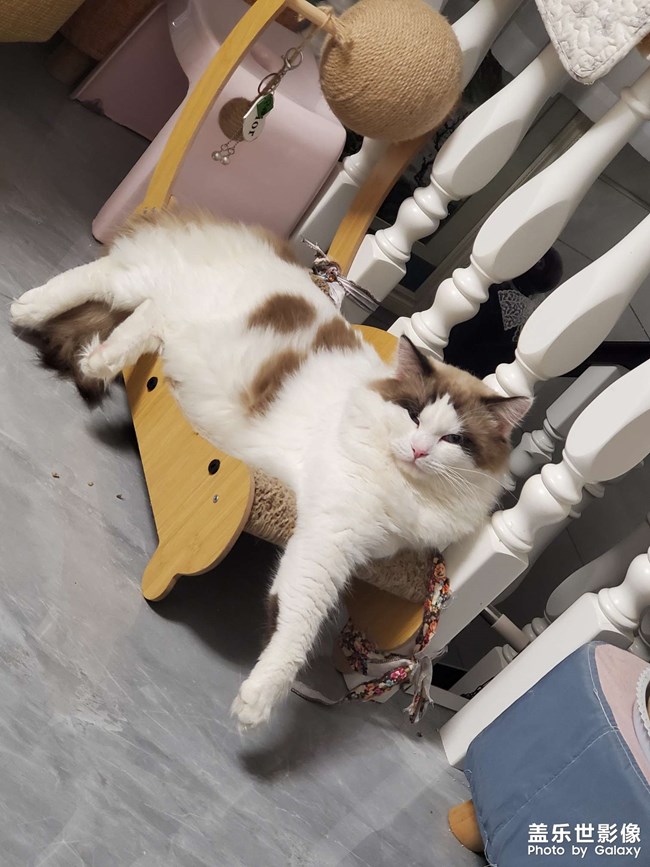 猫咪日常