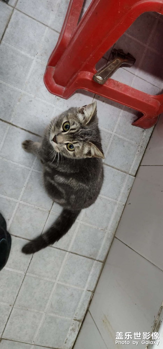 小猫咪跟屁虫