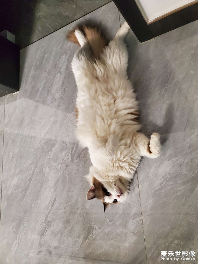 猫咪