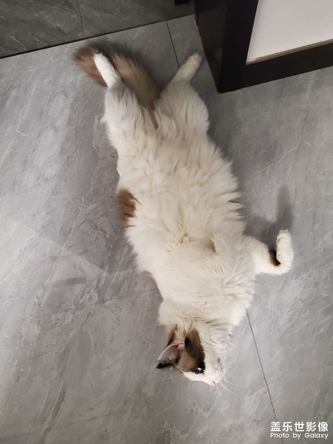 猫咪