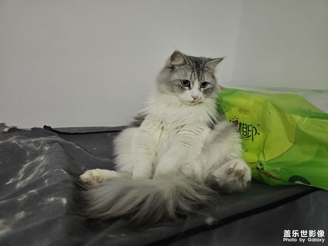 憨猫