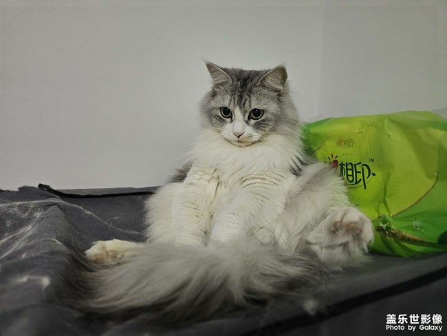 憨猫