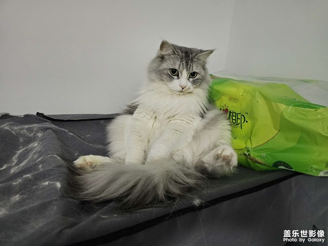 憨猫