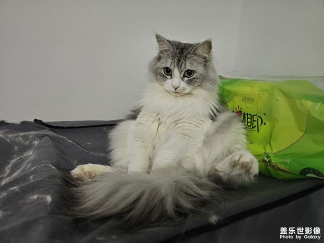 憨猫