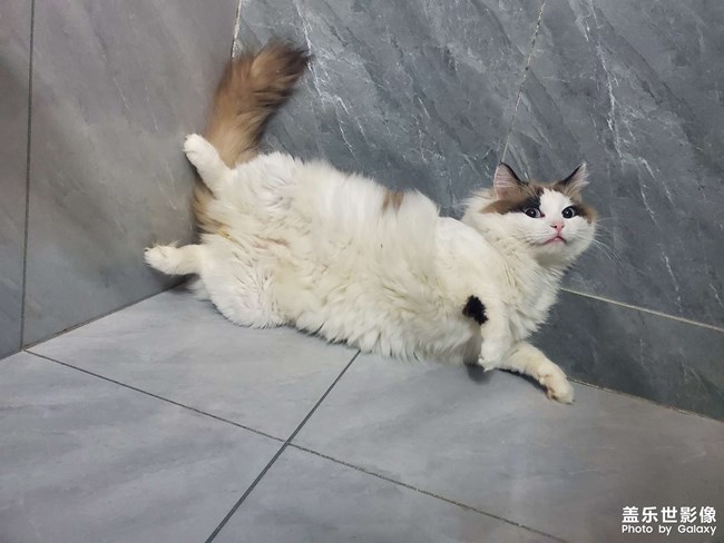 猫咪