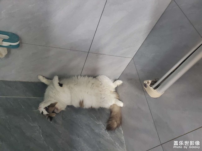 猫咪