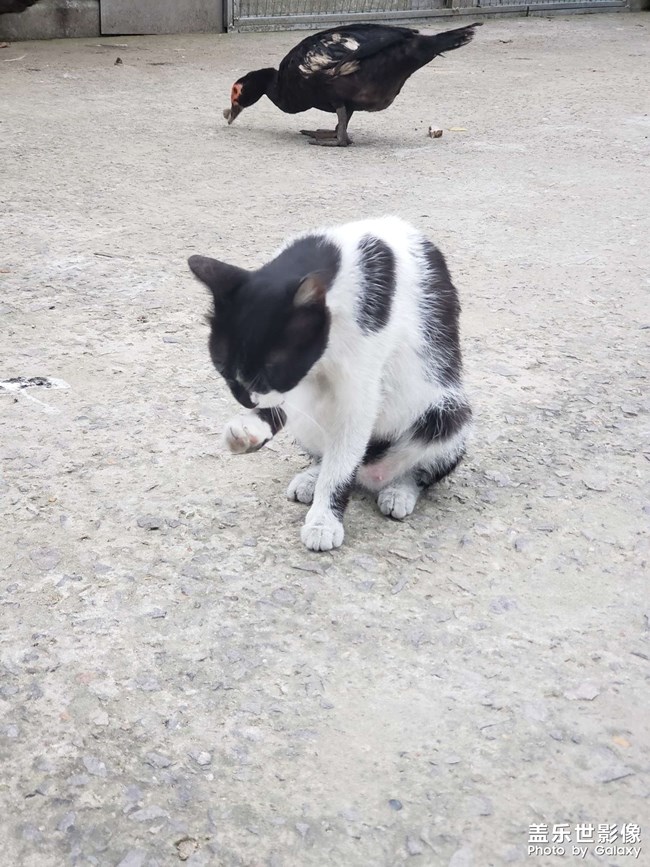 猫与鸭