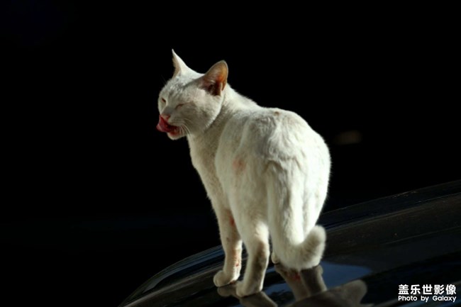 有趣的猫咪