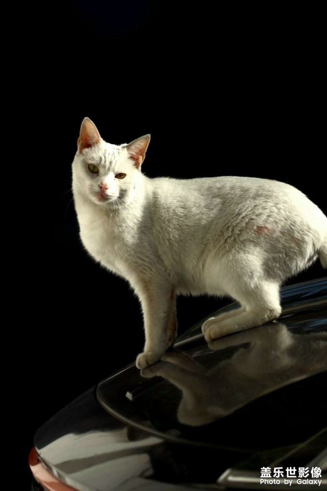有趣的猫咪