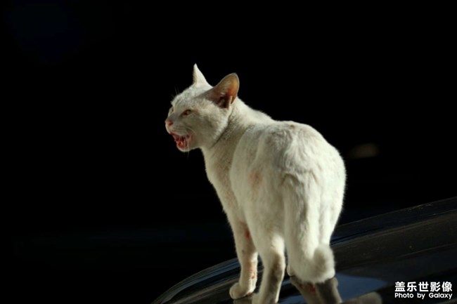 有趣的猫咪