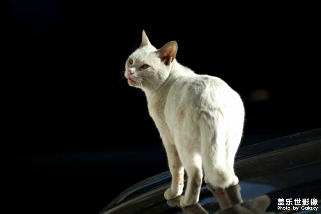 有趣的猫咪