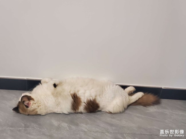 猫咪