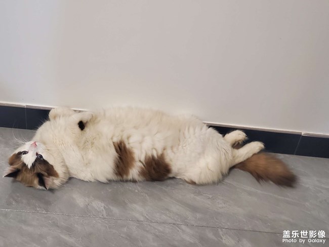 猫咪