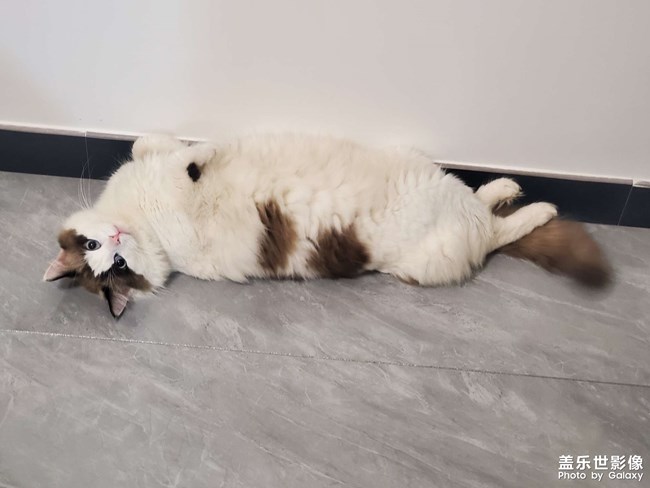 猫咪