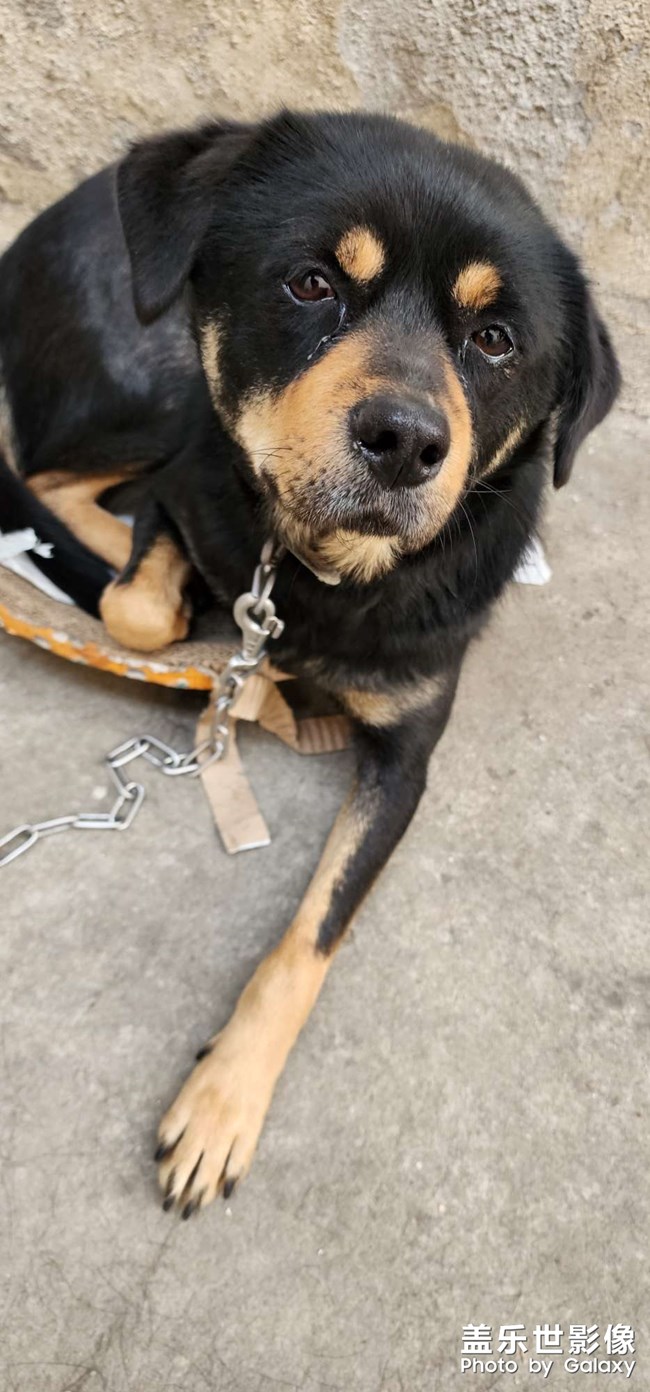 看看这只狗