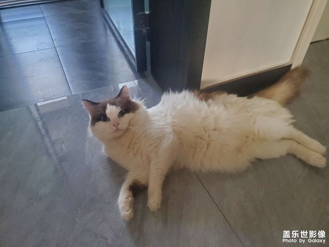 猫咪日常