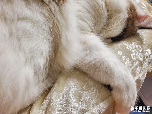 猫咪