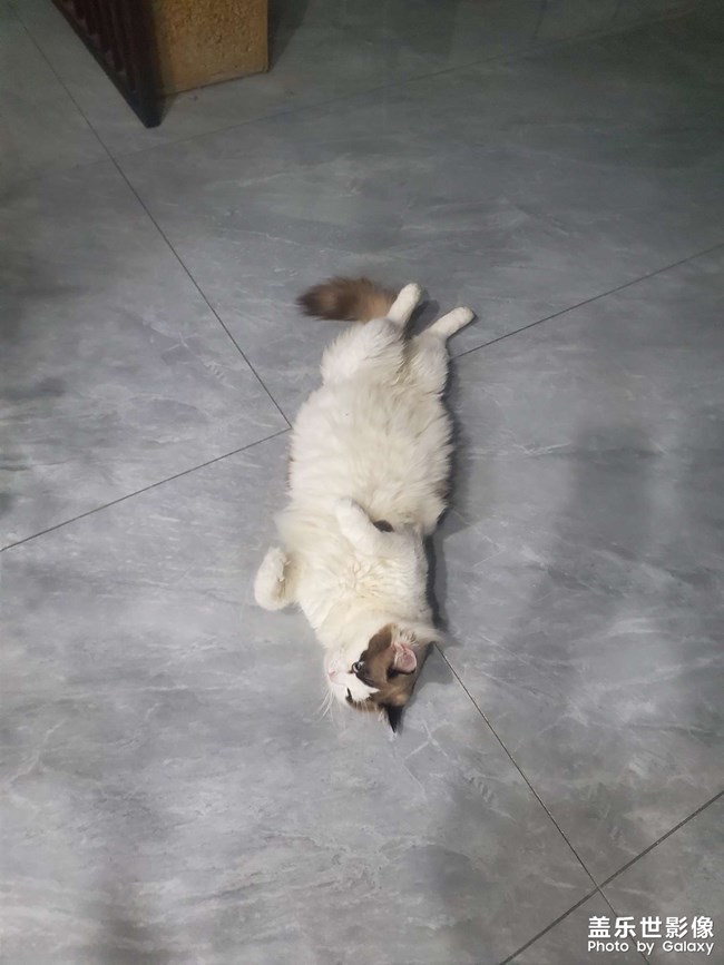 猫咪日常