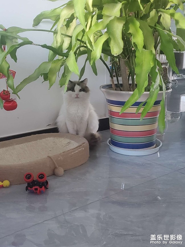 猫咪日常