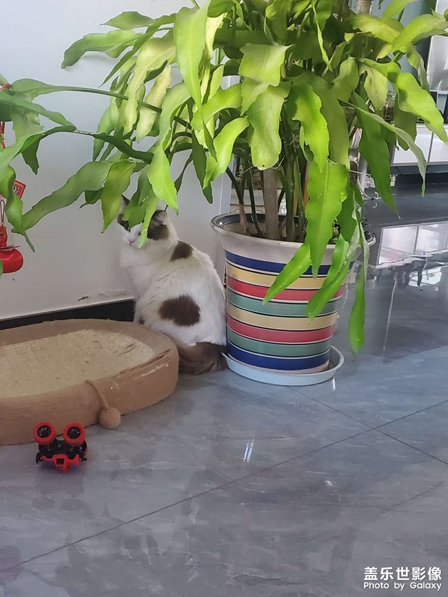 猫咪日常