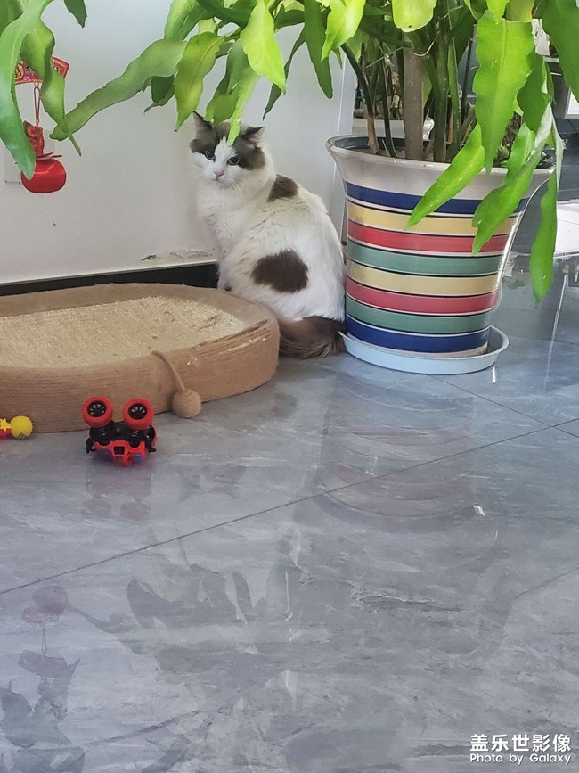 猫咪日常