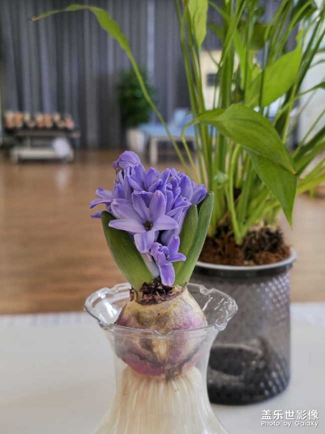 終於開花了