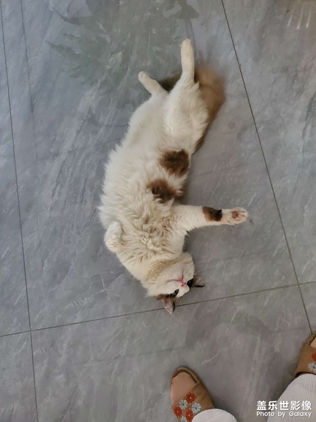 猫咪日常