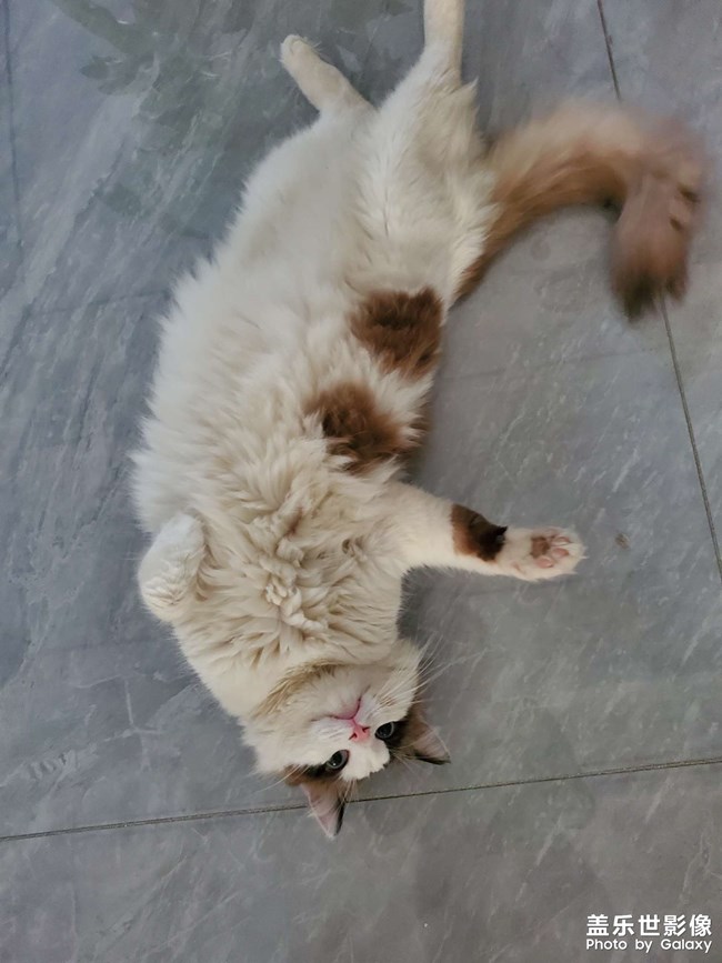 猫咪日常