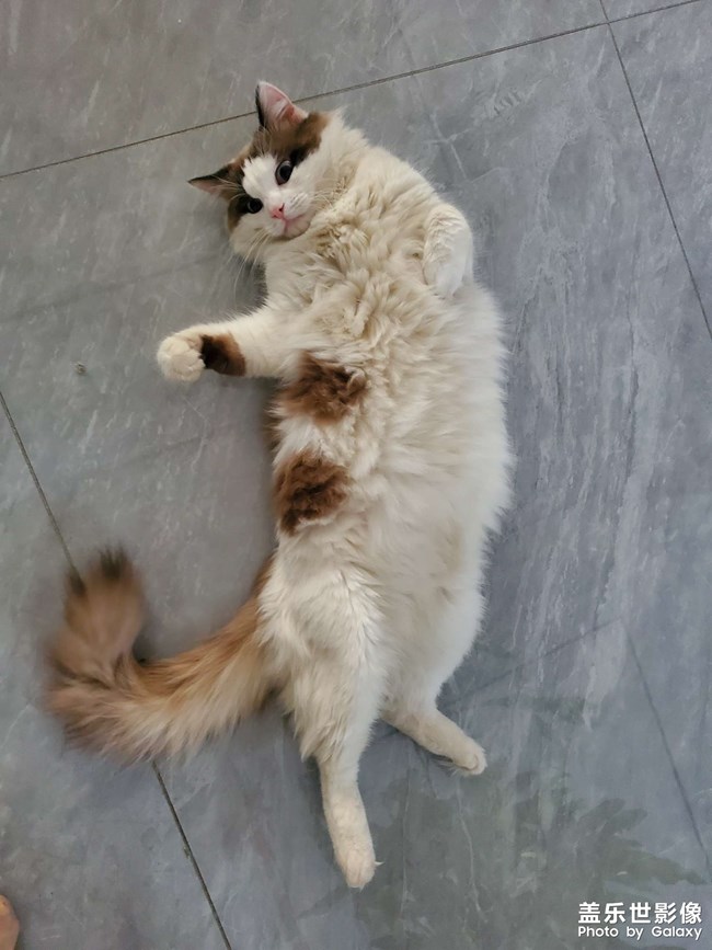 猫咪日常