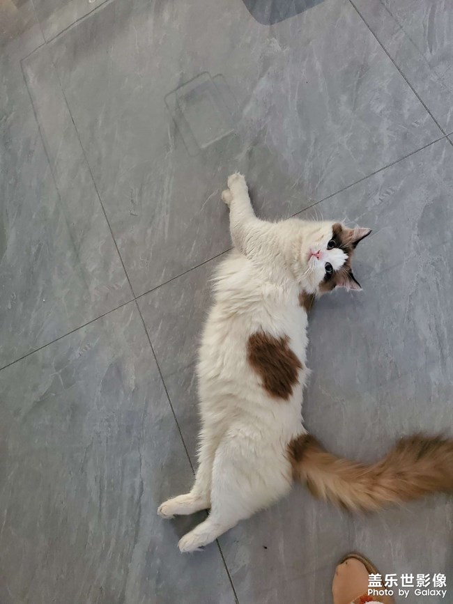 猫咪日常