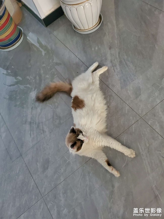 猫咪日常