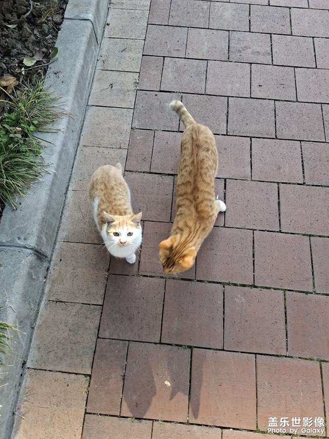 可爱的小奶猫