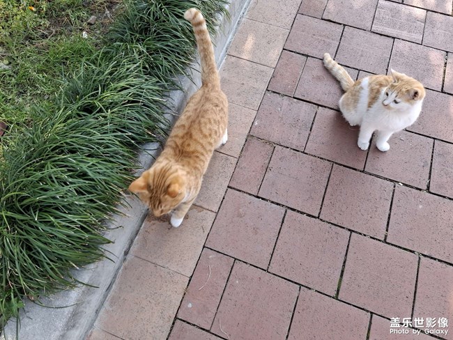 可爱的小奶猫