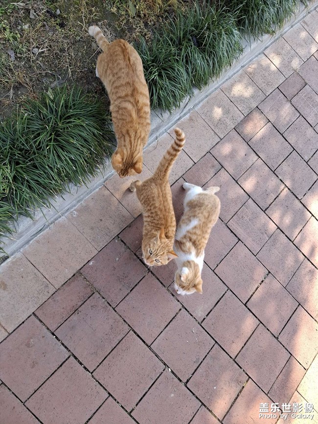 可爱的小奶猫