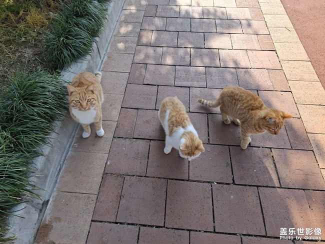 可爱的小奶猫