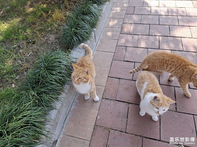 可爱的小奶猫
