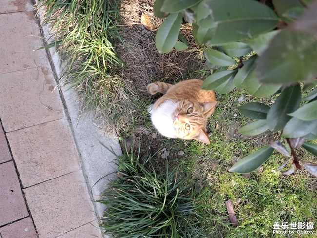 可爱的小奶猫