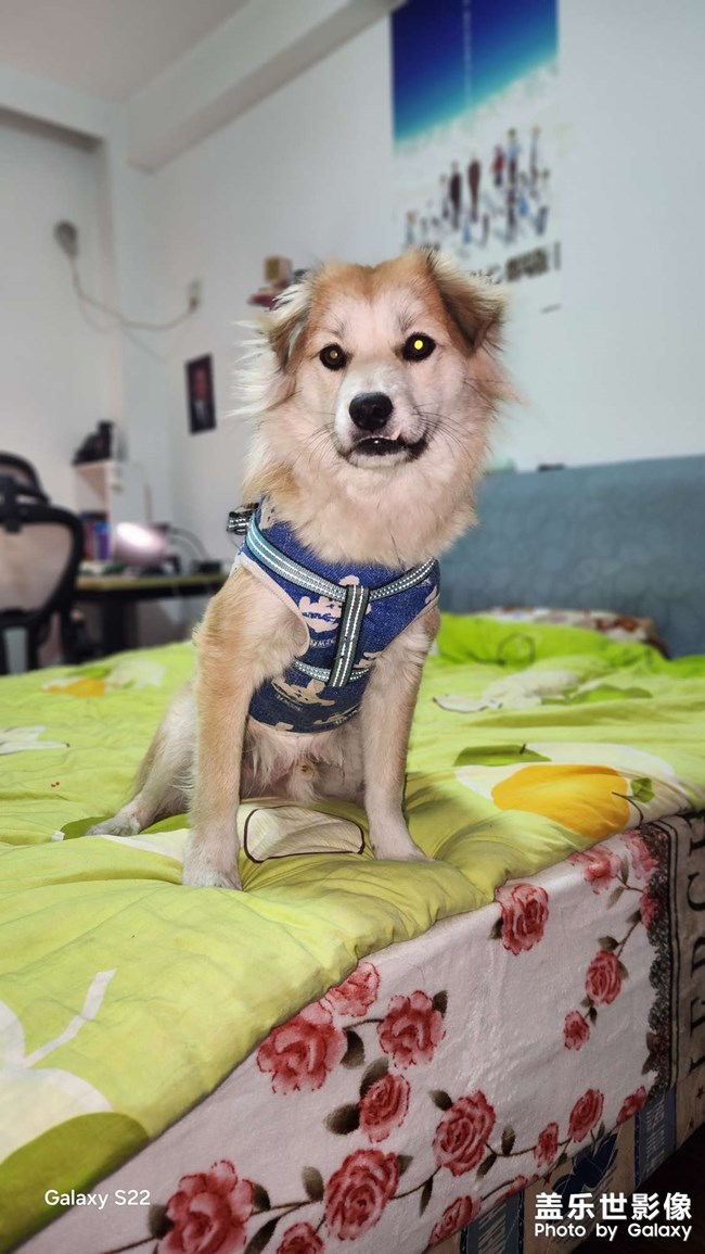我家的臭二郎