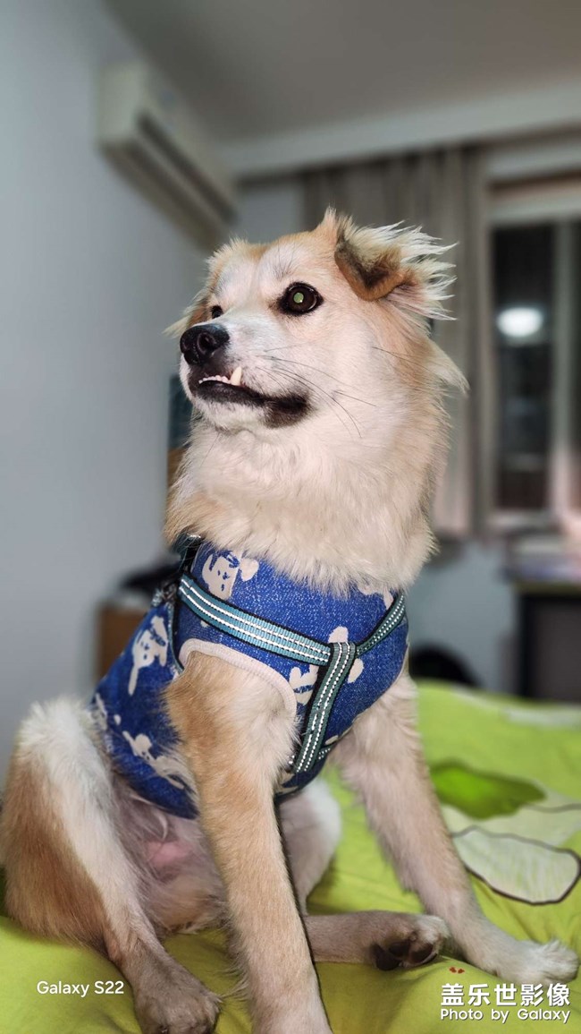 我家的臭二郎