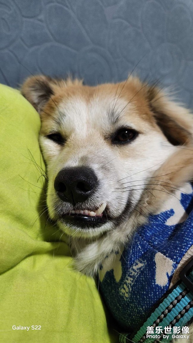 我家的臭二郎